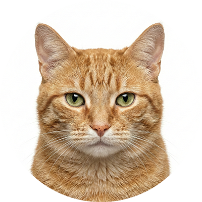 Feline Care - Gentle, low-stress medical care for domestic cats