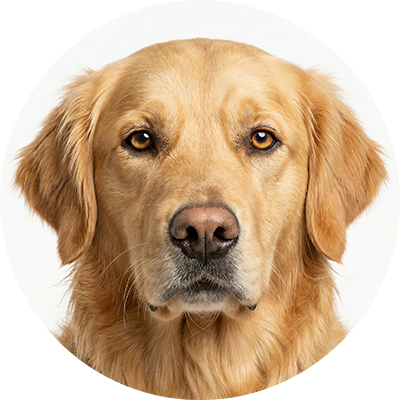 Canine Care - Comprehensive wellness and preventative care for family dogs