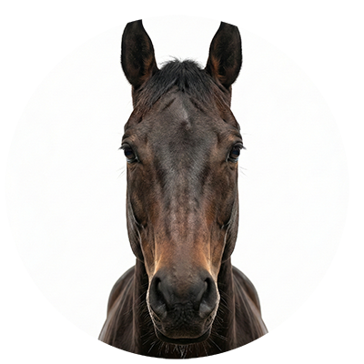 Equine Services